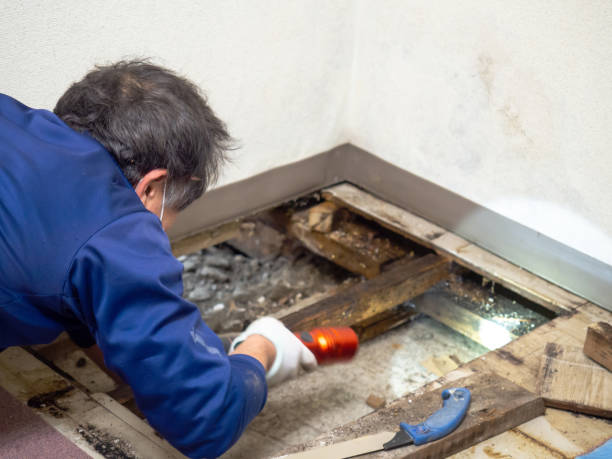 Best Localized Mold Remediation (e.g., coastal areas, humid climates) in Keller, TX