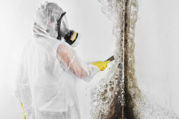 Trusted Keller, TX Mold Remediation Experts