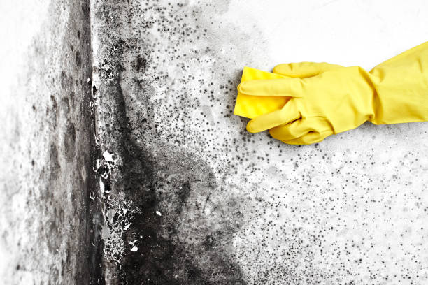 Best HVAC Mold Remediation in Keller, TX