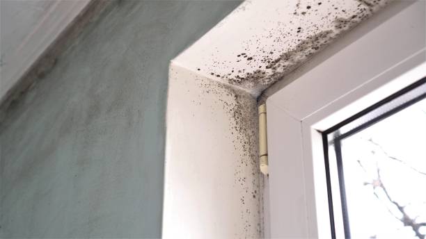 Best Insurance-Related Mold Remediation in Keller, TX