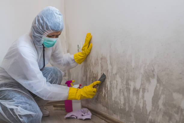 Best Residential Mold Remediation in Keller, TX