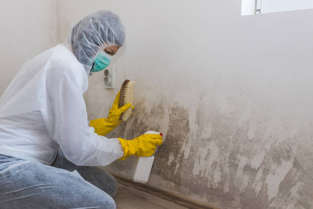 Best Industrial Mold Remediation in Keller, TX