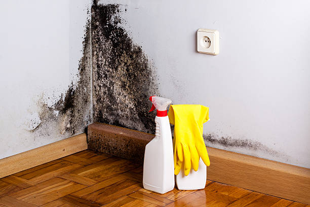 Best Commercial Mold Remediation in Keller, TX