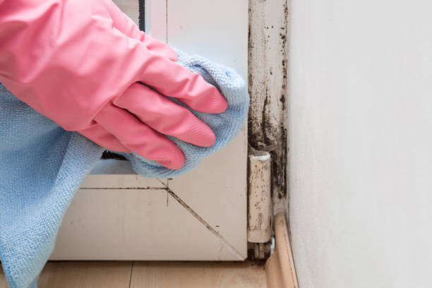 Best DIY Mold Remediation Support Services in Keller, TX