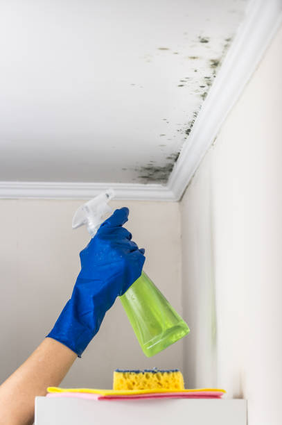 Best Localized Mold Remediation (e.g., coastal areas, humid climates) in Keller, TX